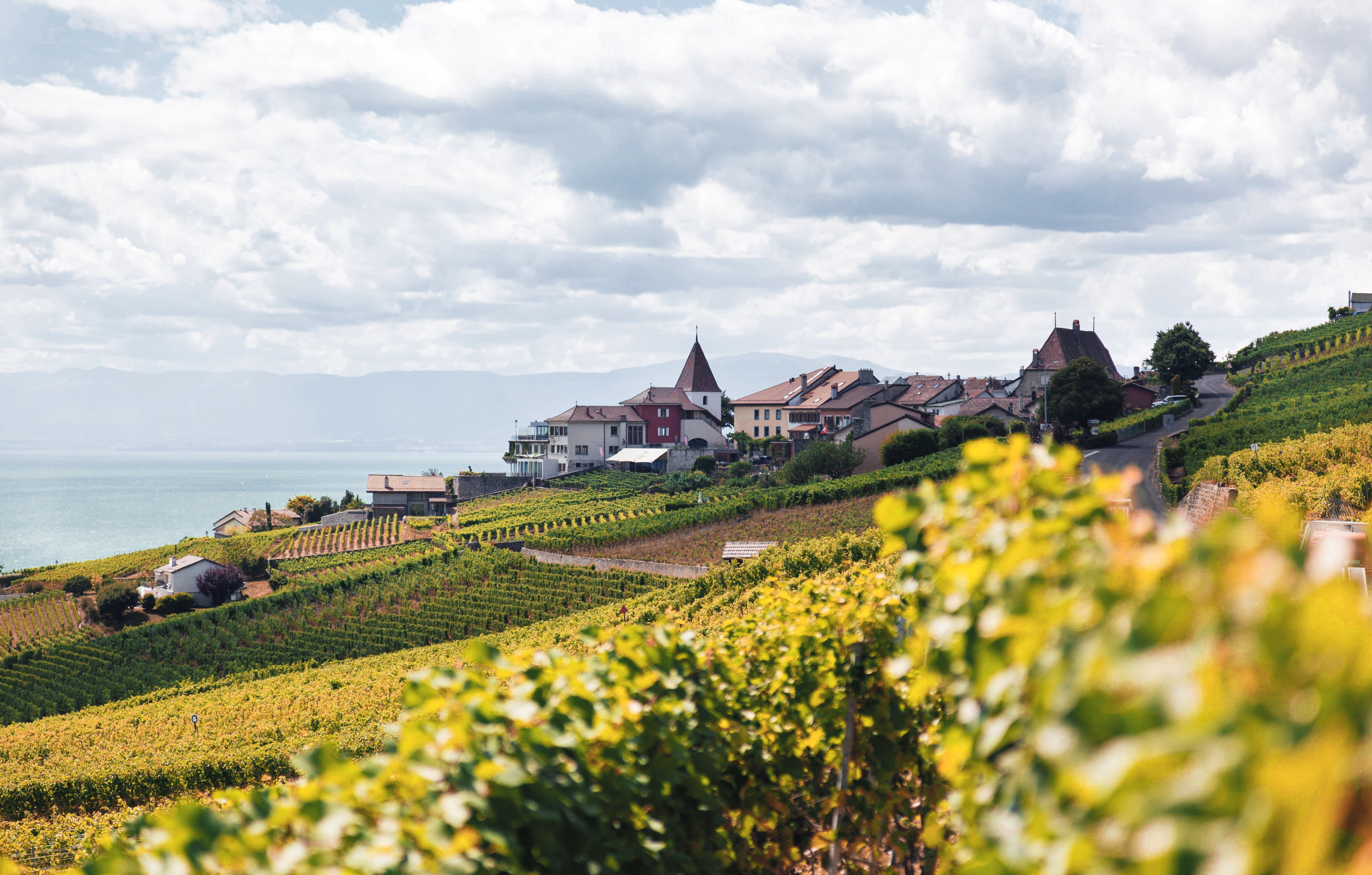 Vineyard village on a hillside in Europe