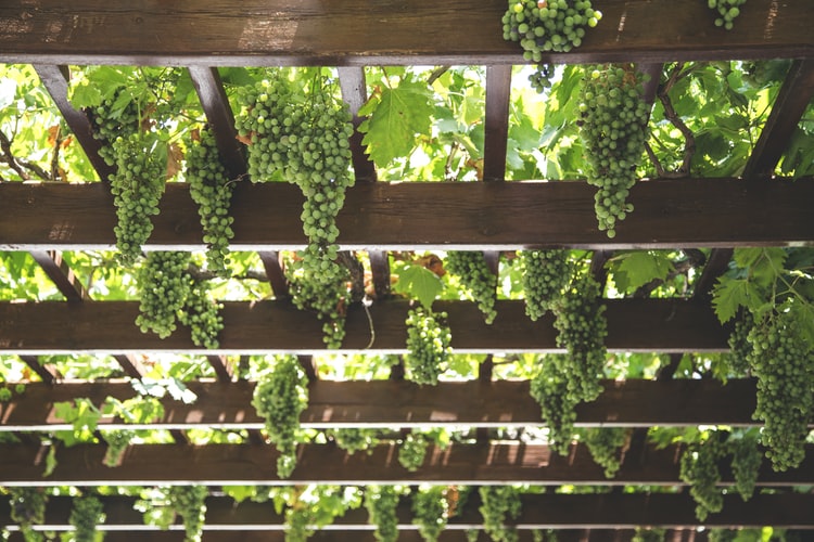 Ripe grape clusters hanging from an overhead trellis