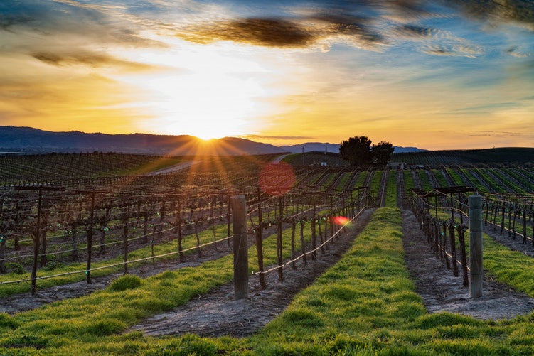 Vineyard rows at sunrise