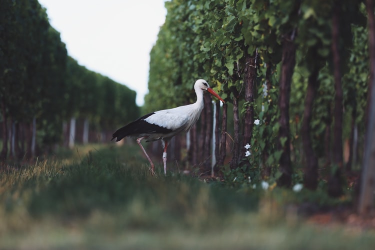 Stork standing between vineyard rows